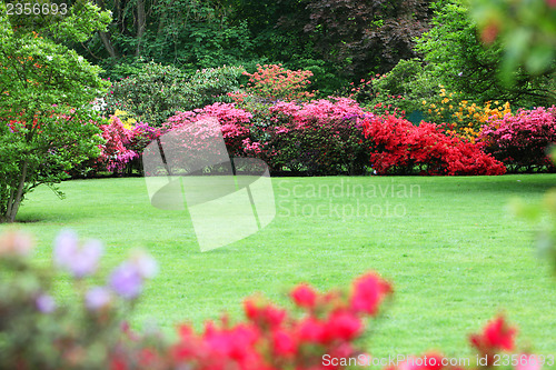 Image of Beautiful garden with flowering shrubs