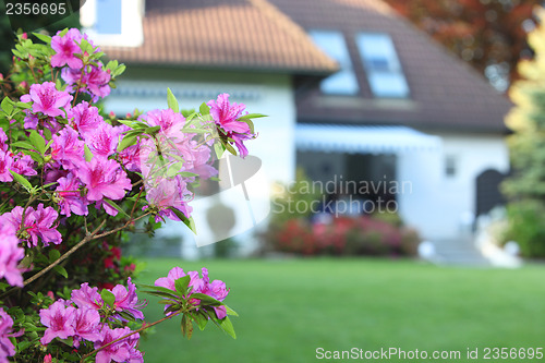 Image of Magenta azaleas in a private garden