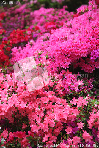 Image of Spectacular pink azalea bush in flower