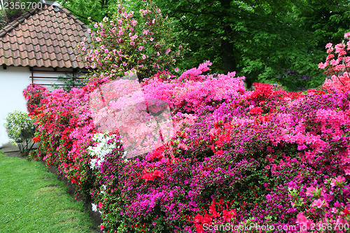 Image of Magnificent display of azaleas in a garden