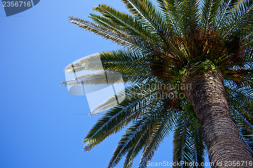 Image of palm tree