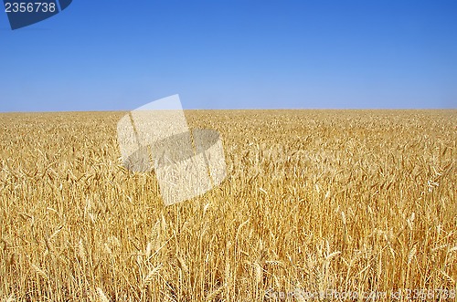 Image of yellow spikes on field