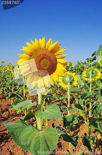 Image of Closeup of sun flower and blue sky