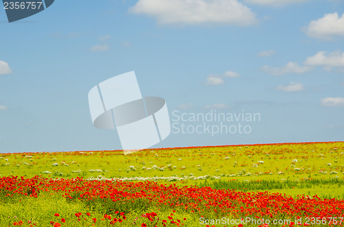 Image of Colorful field