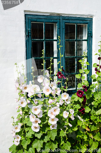 Image of Summer flowers at a window