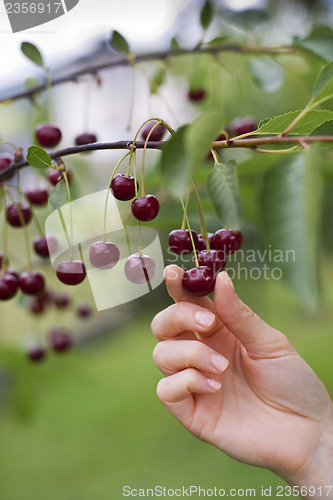 Image of Cherries