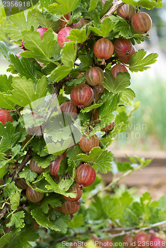 Image of Gooseberries