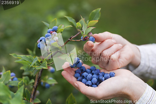 Image of Blueberries