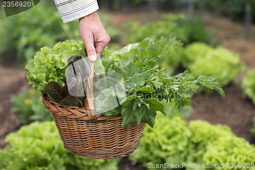 Image of Salad