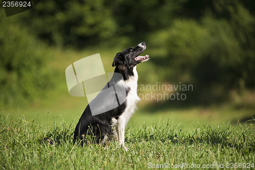 Image of Border collie