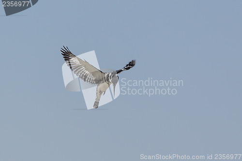 Image of Hovering Pied Kingfisher 