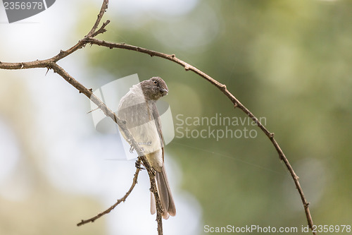 Image of Little bird on a twig