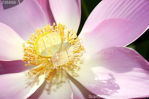 Image of Sacred Lotus Flower