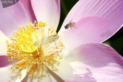 Image of Sacred Lotus Flower