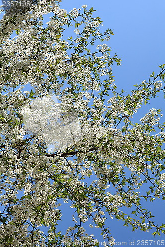 Image of flowering cherry
