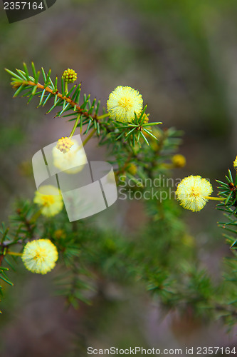 Image of Wattle Seedling Acacia Decurrens