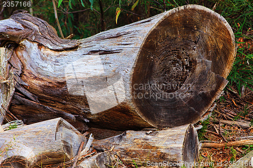Image of Felled Tree