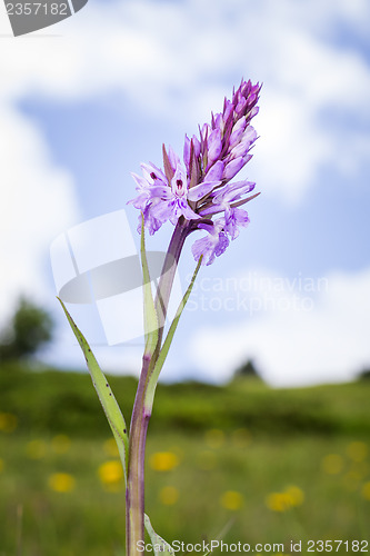 Image of wild orchid