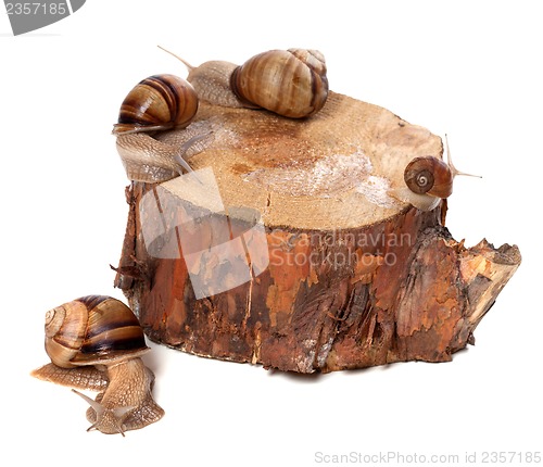 Image of Snails on pine-tree stump