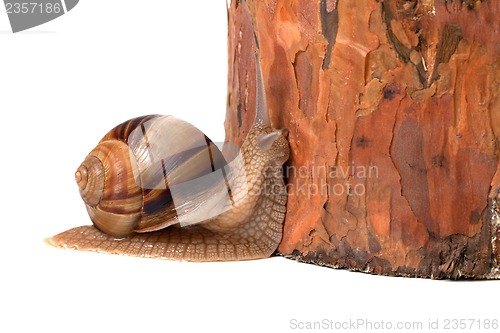 Image of Snail and pine tree