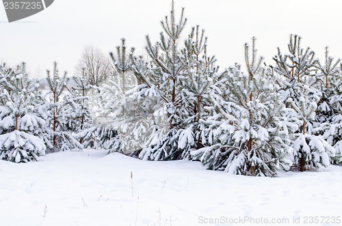 Image of snow frost cover young pine grove cold winter time 