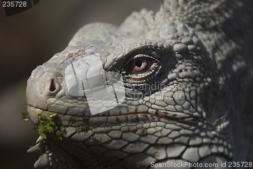 Image of Iguana