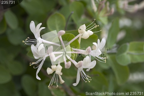 Image of honeysuckle close up