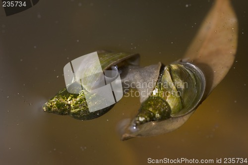 Image of great pond snail