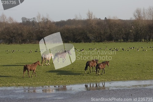 Image of wild horses