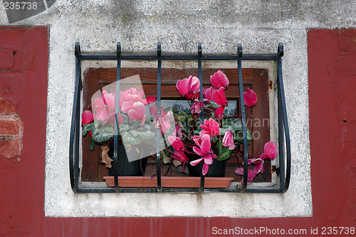 Image of pink cyclamen