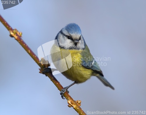 Image of Blue tit