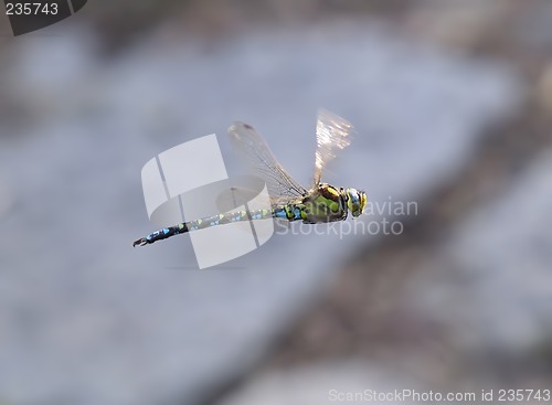 Image of Flying dragonfly