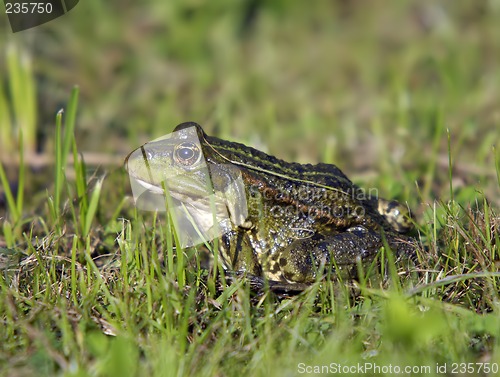 Image of Toad