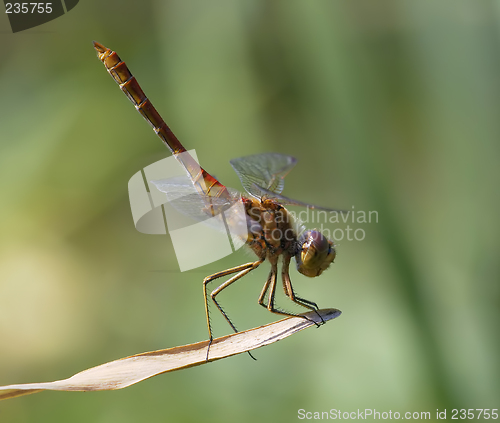 Image of Dragonfly