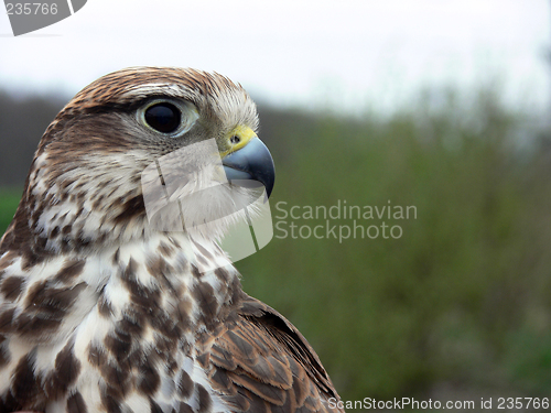 Image of hawk