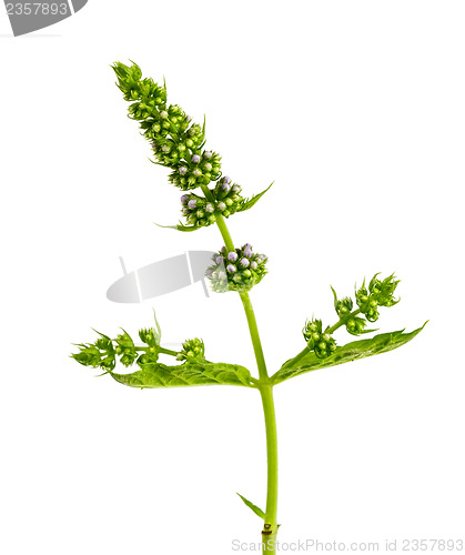 Image of mint with flowers