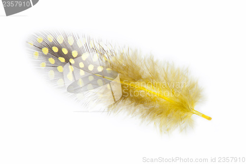 Image of Guinea fowl feather in yellow on a white background