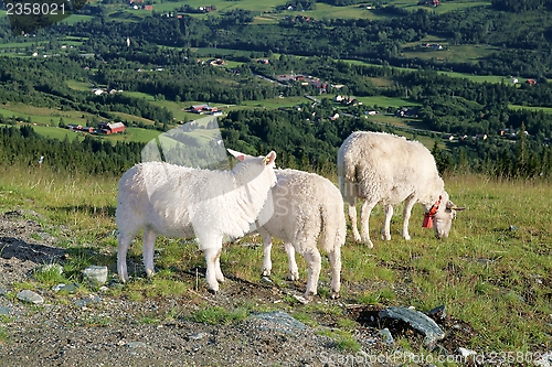 Image of Grazing sheep