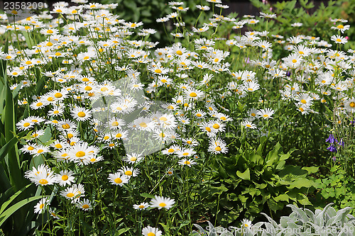 Image of Beautiful daisies