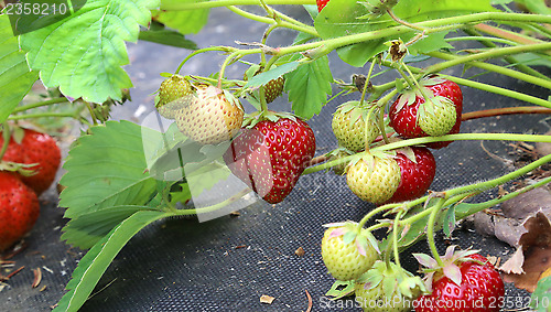 Image of Branch of strawberries
