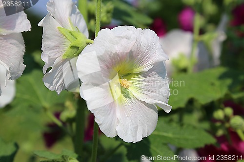 Image of White Mallow flowers