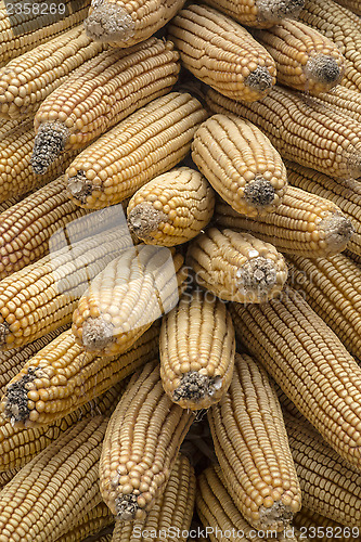 Image of Dry Corn