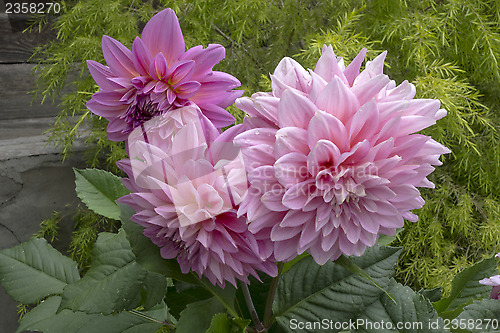 Image of Paeonia lactiflora