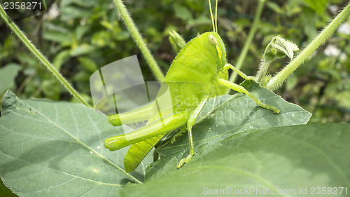 Image of grasshopper