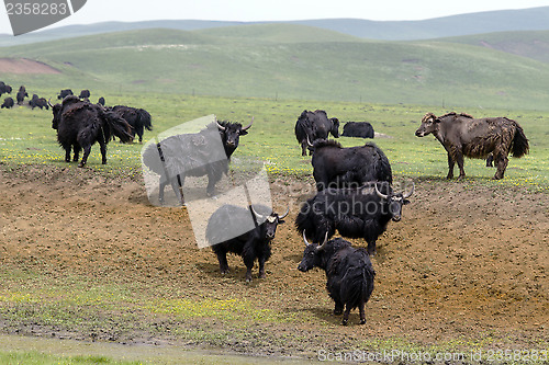 Image of Tibetan Yaks