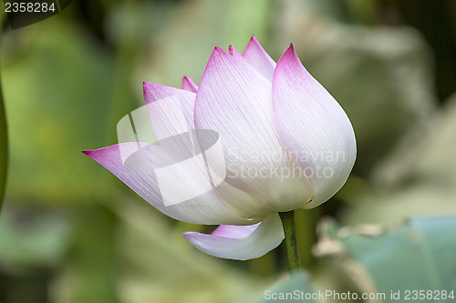 Image of Lotus flower