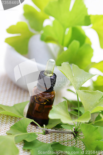 Image of Ginkgo biloba essential oil