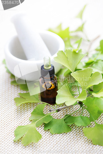 Image of Ginkgo biloba essential oil
