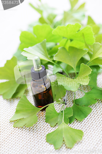 Image of Ginkgo biloba essential oil