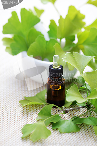 Image of Ginkgo biloba essential oil